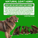 Goat Horn Whole | Natural Goat Horn For Dog/Pet Chew 100% Natural Horn     GT2