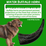 Indian Water Buffalo Horn For Dog Chew