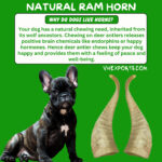 Lamb horns are a very long-lasting natural dog chew  RM5