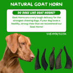 Goat Horn Whole | Natural Goat Horn For Dog/Pet Chew 100% Natural Horn     GT3